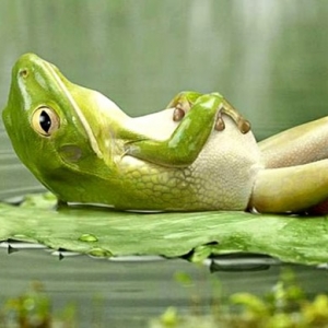 Biologie D